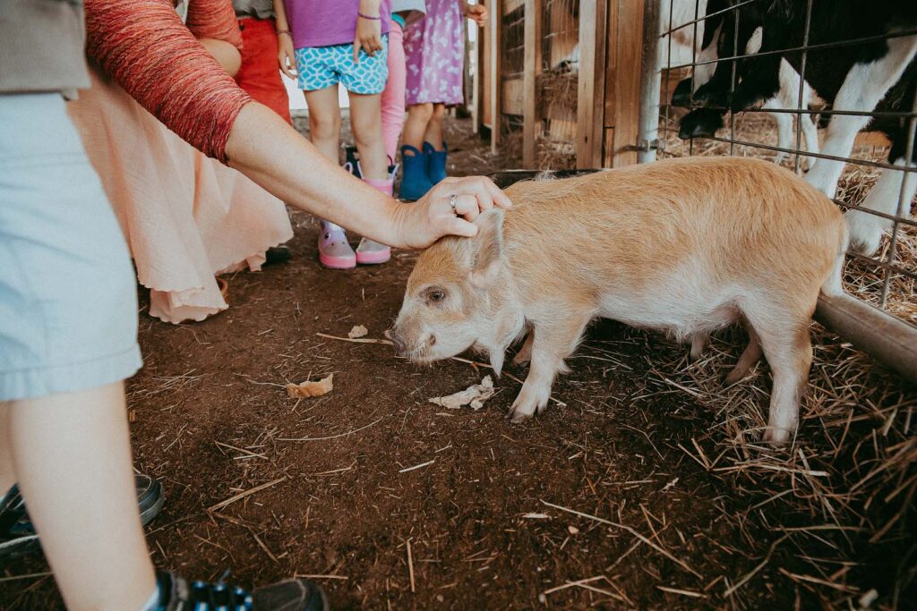 piggy is around kids at the farm apex nc