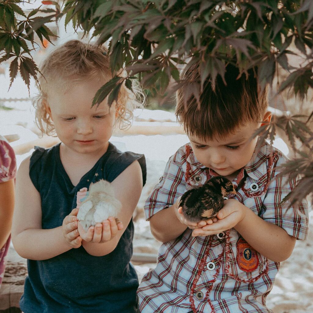 boy and girl hold tiny chicks at sun star farm