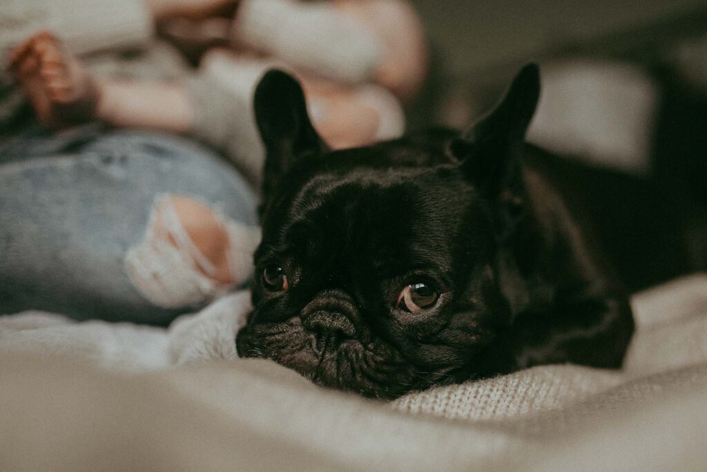 Cute black French Bulldog named Sophie is on a cozy blanket by the Christmas tree. Victoria Vasilyeva Photography - Raleigh Family Photographer.
