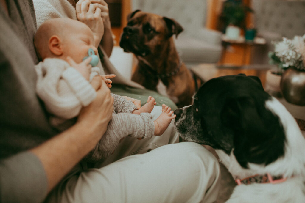 The portrait of newborn baby boy with dogs. Newborn photographer in Cary, NC. Certified, insured, professional, safety. All outfits for baby, mom, and siblings are provided.