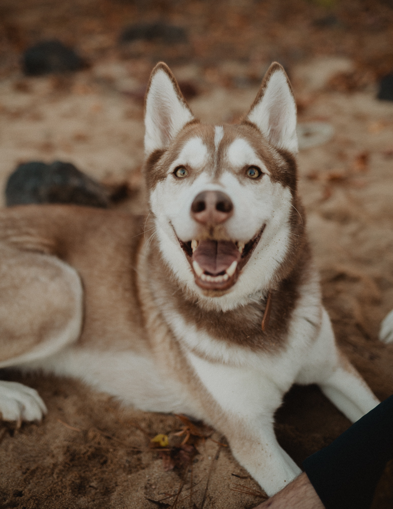 Close-up portrait of a dog resting on sand during an outdoor session in Greensboro, NC, captured as part of a lifestyle maternity photo story by a Greensboro maternity photographer.
